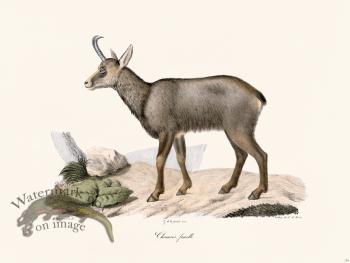 Cuvier 154 Female Chamois
